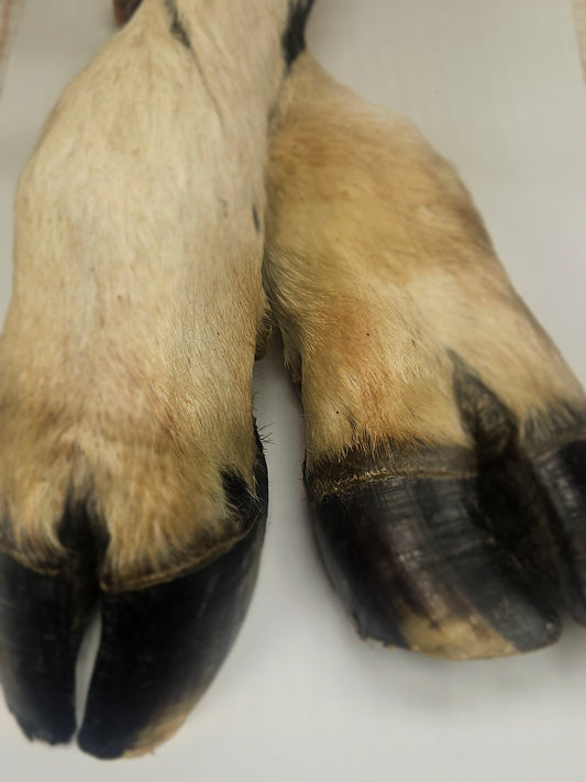 Dehydrated Cow Leg – Natural Dog Chew