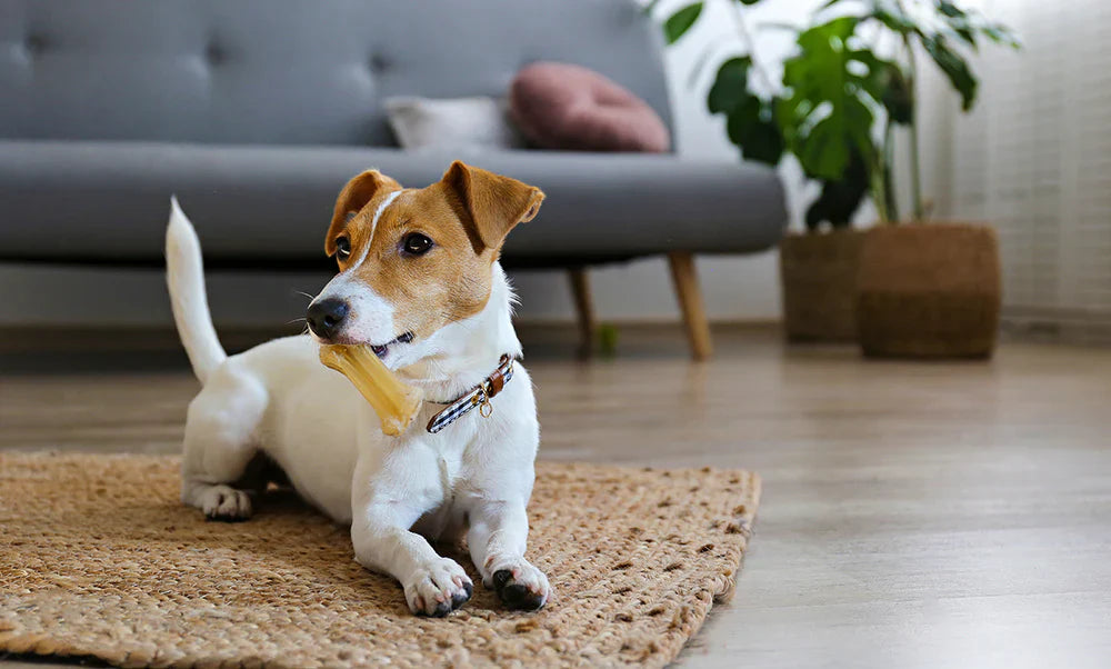 🦴 Top 5 Health Benefits of Natural Dog Treats