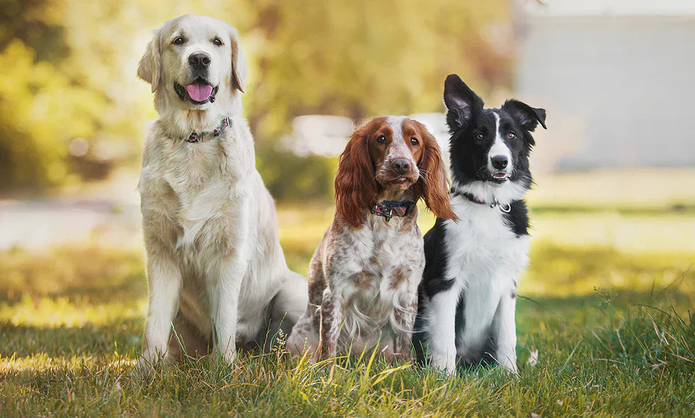 🐶 How Often Should You Really Be Giving Your Dog Treats?