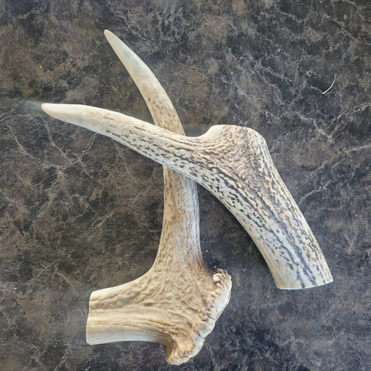 Deer Antlers Medium