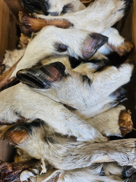 Sheep leg