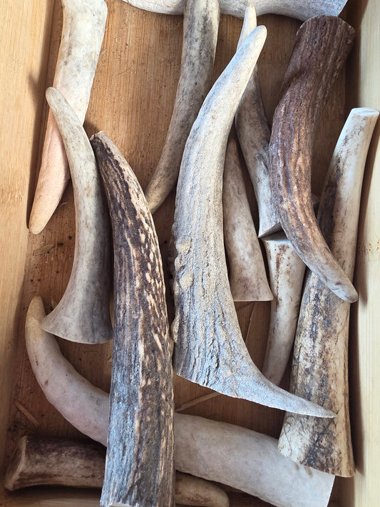 Antler Small